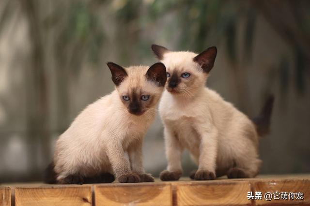那就养一只布偶猫吧:现在养布偶猫的人多吗,好养吗？