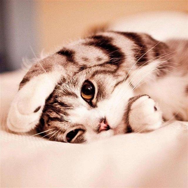 猫咪不乖的作品请:猫咪不乖的全部小说有哪些 我养了一只猫，它很不乖，很凶，我能放弃它吗？