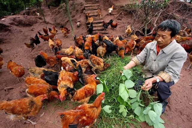 抓住救命稻草的野兽们:抓住救命稻草的野兽们百度云 在农村曾经风靡一时的“林下养鸡”，如今却人去林空，为什么？