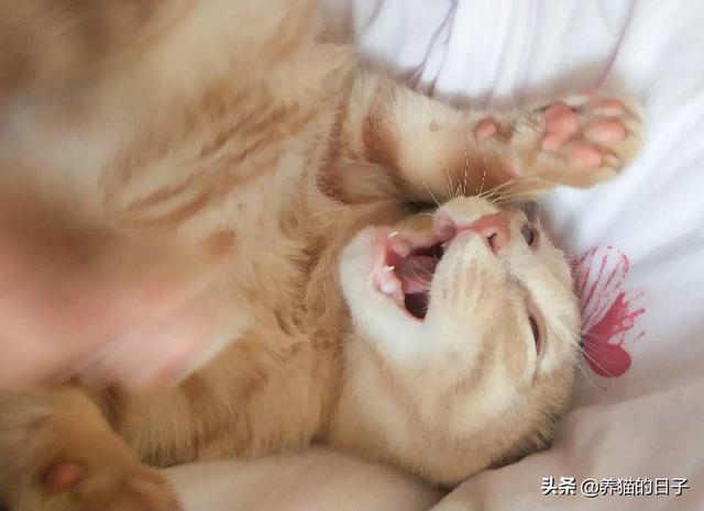 猫癣怎么治:宠物猫为什么会得猫藓，怎么才能治疗好？ 猫癣怎么治好得快