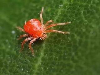 火玫瑰蜘蛛 大麦虫:如何轻松杀灭蚜虫、红蜘蛛、飞虱等害虫？
