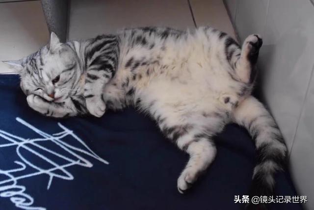 宠物图片:宠物图片大全可爱 如何拍摄展现飞禽走兽及家养宠物活泼可爱？