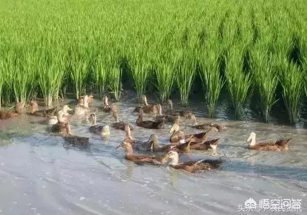 天津滨海獒园标典:如何看待有些菜农以次充好的不良行为？