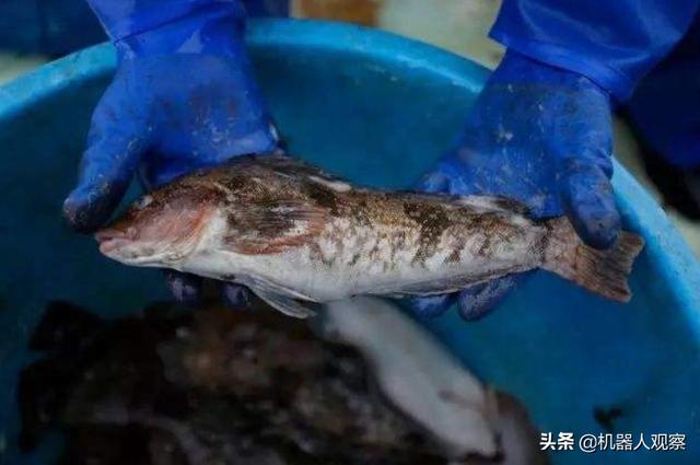 日本猫岛图片大全:日本福猫图片 日本一九七三年著名的大阪夜间金库事件，结局是怎样浮出水面的？