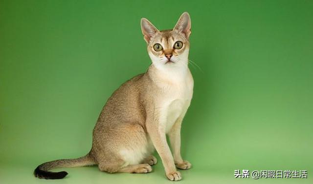 宠物小猫咪的品种:什么猫长不大又美又喜欢跟人互动？