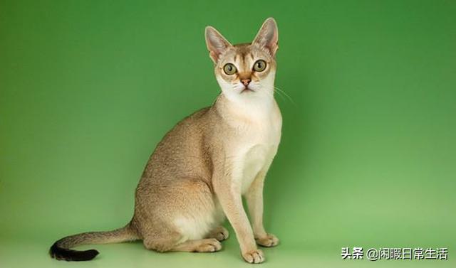 曼克斯猫性格:什么猫长不大又美又喜欢跟人互动？