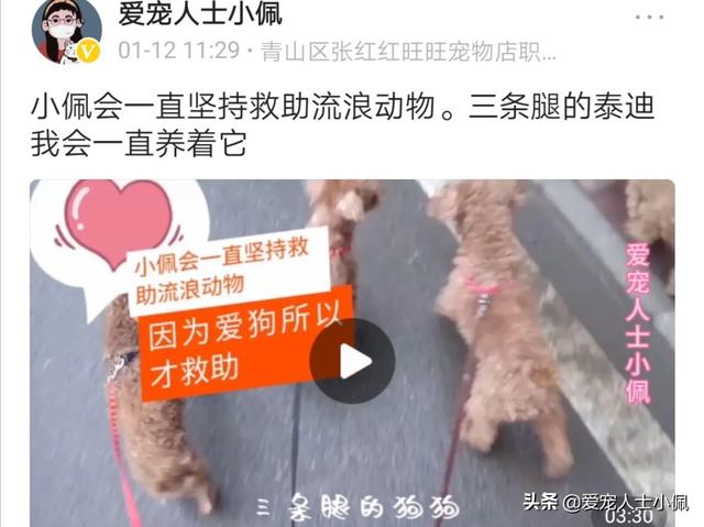 bixiong:养博美犬好还是养比熊犬好？