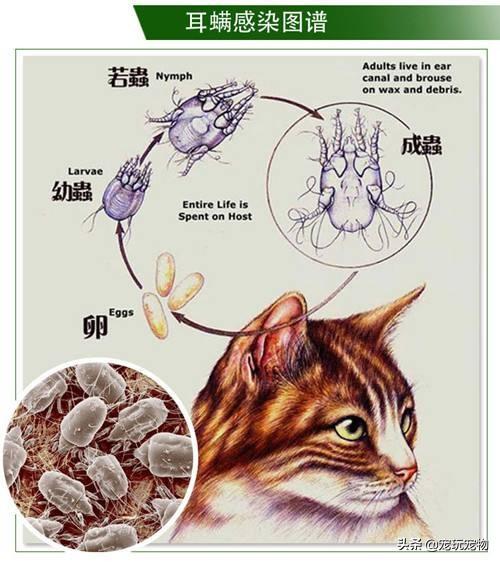 叭咪宝维生素:养猫的朋友看一下，这是猫藓么？