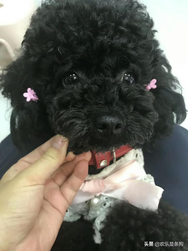 适合女生饲养的伴侣犬:女孩养什么宠物比较适合？