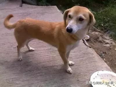 土狗图片:成都把中华田园犬列为22种禁养犬之一，你怎么看？ 土狗图片幼犬