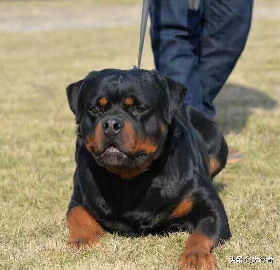罗威拿犬:罗威纳和德牧哪种更适合作家庭宠物犬？ 罗威纳犬市场价多少钱