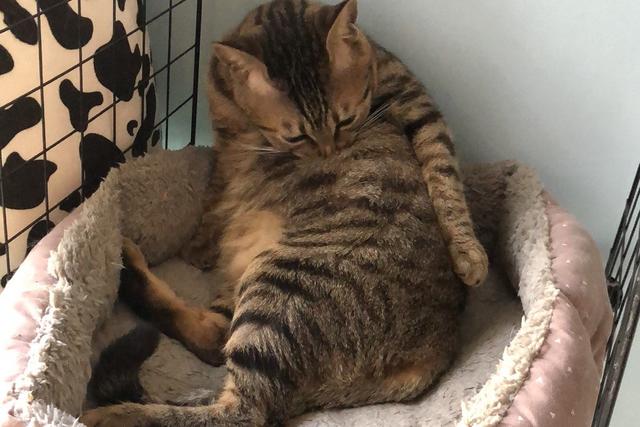 宠儿香猫咪营养膏:猫营养膏食用量大概多少合适？