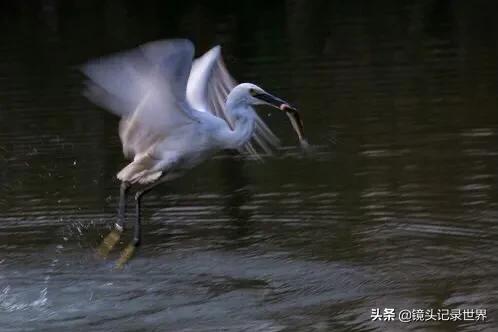 最火的模糊慢动作怎么拍摄，慢速快门拍鸟，有什么技巧