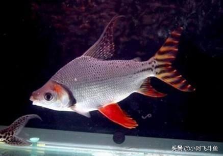 招财鱼价格:请问这是什么品种鱼，能和银龙一起混养么？