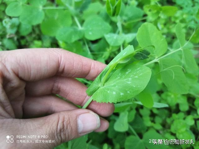 头条问答 四川人最喜欢吃的豌豆尖适合几月份种植 为什么 17个回答