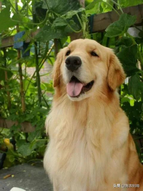 超大型犬:哪些品种狗狗养起来比较难？ 超大型犬排名