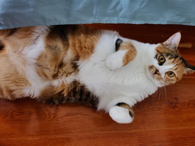 宠物猫种类及图片名称:你养过的最爱的猫咪是哪只？