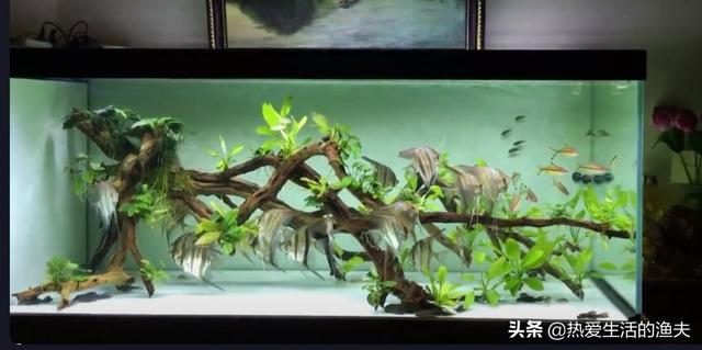 中国宠物俱乐部观赏鱼:有哪些家养观赏鱼的养殖经验与注意事项可以分享下？