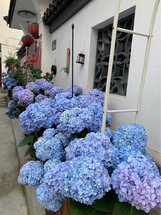 头条问答 八仙花 花型丰满 大而美丽 盆栽要如何管理呢 美丽jia乡的回答 0赞