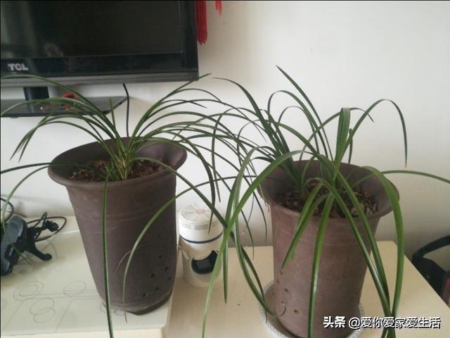 多花指甲兰知识科普:网购一株兰，有认识品种的吗？