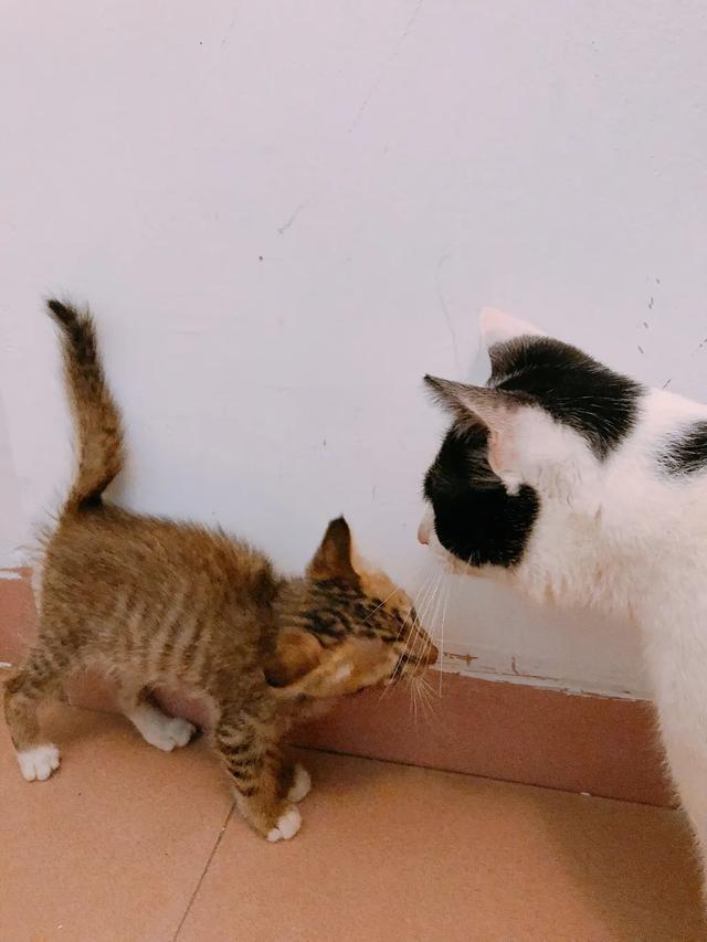 猫咪吃什么天然猫粮好:幼猫吃什么天然猫粮会比较营养？
