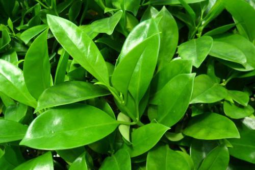 非洲茉莉为什么黄叶:非洲茉莉为什么不开花 非洲茉莉新叶发黄、枯萎怎么办？