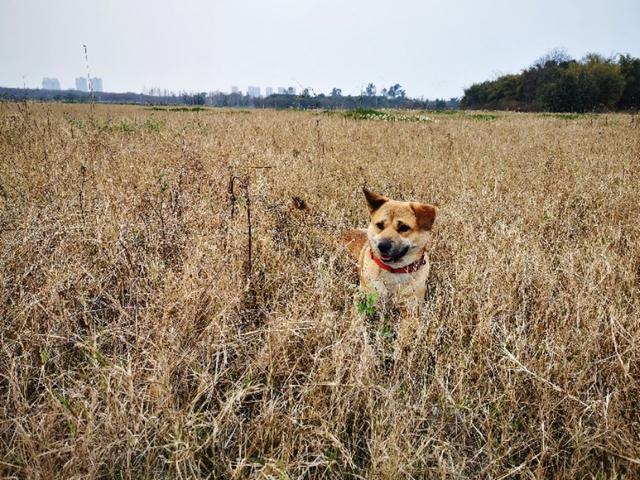 北京犬和京巴犬的区别:中华田园犬和宠物狗，区别在哪？如果是你，你会想养哪种狗？ 北京京巴犬多少钱一只