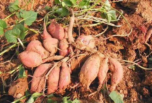湖北地瓜长什么样，红薯从一两长到半斤要多久注意什么