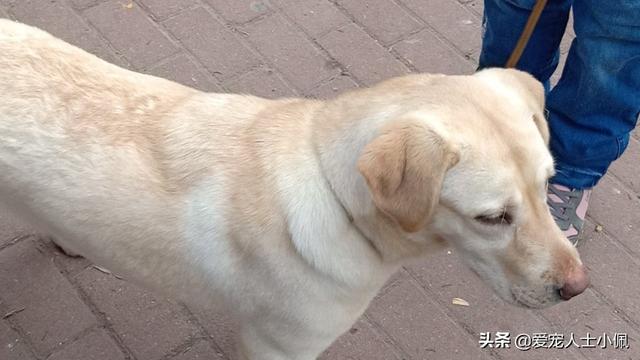 改变世界的犬类:狗是远古人类驯服狼后进化来的，还是狼自身进化而来的？