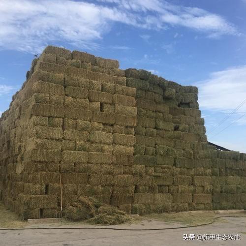 紫花苜蓿草营养:紫花苜蓿草籽多少钱一斤 去年秋天苜蓿苗少了春天能补种吗？