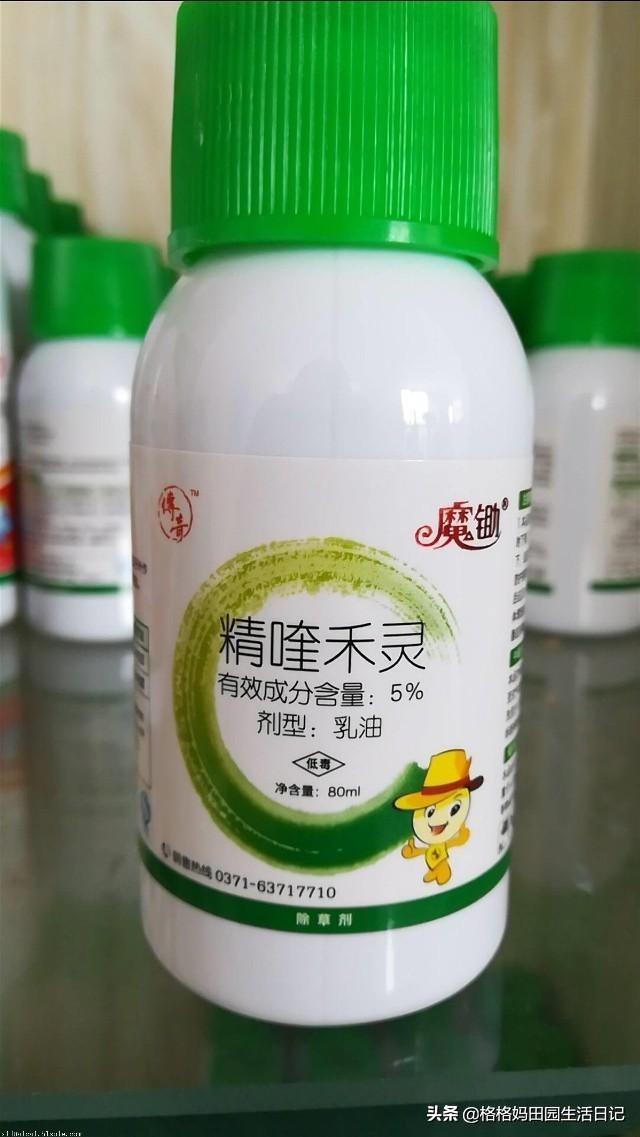 ramical吡喹酮:精喹禾灵是尖叶除草剂，玉米也是尖叶的，除玉米草行吗？
