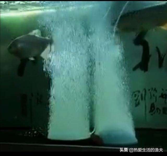 观赏鱼鱼缸批发:菜鸟养鱼，想买个水族箱，都需要配套买什么？