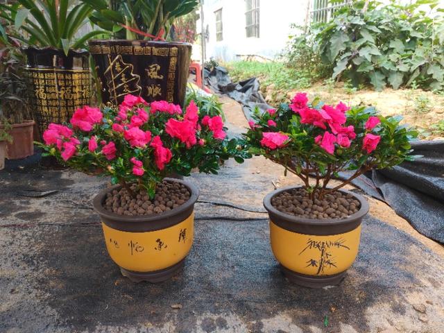 蝴蝶花图片:没有根的蝴蝶花种在土里，可以活吗？