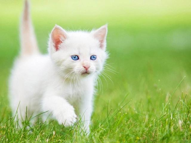 猫看见死亡的双眼剧照:猫死前，是怎么知道自己要死的？