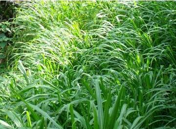 牧草品种:湖北养牛种什么牧草最好？