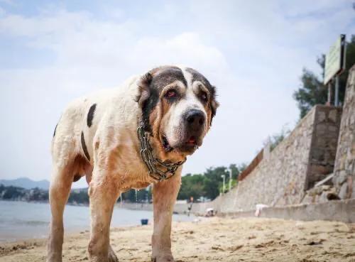 中亚牧羊犬家养:中亚犬和高加索犬和卡斯特罗拉博雷罗犬哪个适合养？为什么？ 中亚牧羊犬家养怎么样