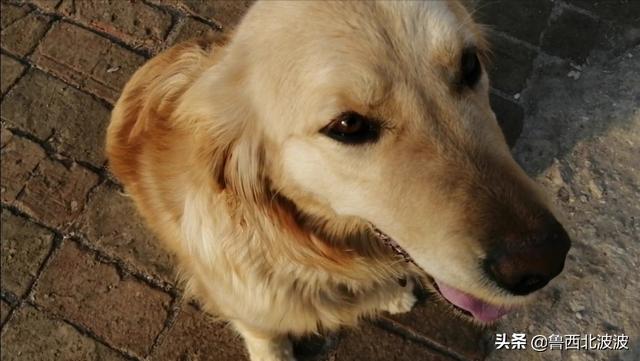 中华田园狗价格:为什么说中华田园犬不比其他狗差呢？
