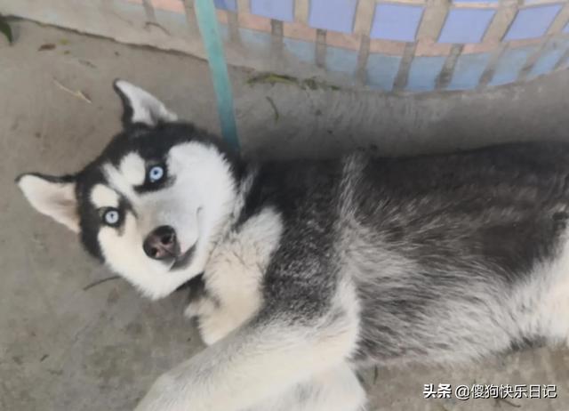 阿拉斯加犬性格忠实活泼:养八只阿拉斯加犬是什么体验？