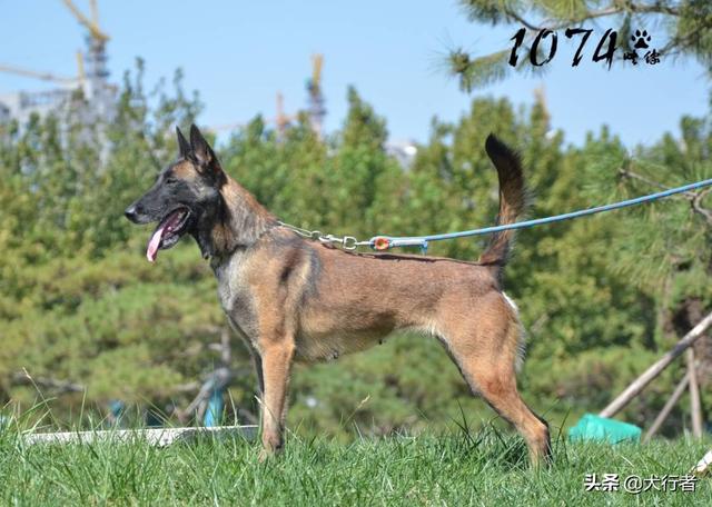 大型比利时玛利诺犬图片:为什么大家都不太敢养马犬？