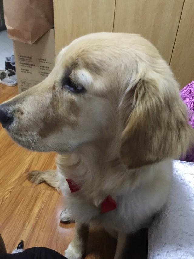 明犬作者照片:南京条约签署图右下角为什么有一只狗？