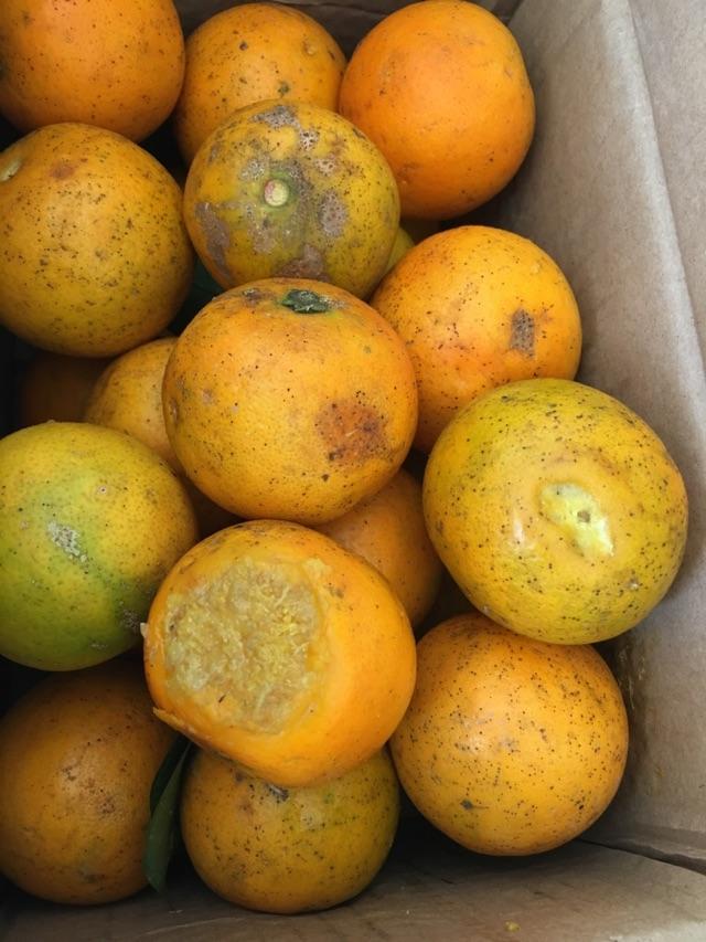 头条问答 - 从市场买回来的橘子发现烂了多半怎么办?(23个回答)