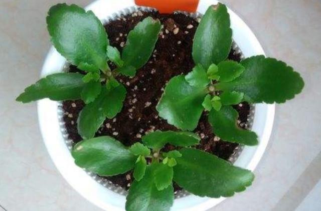 长寿花有毒吗:长寿花、好运花有毒吗，能放家里吗？