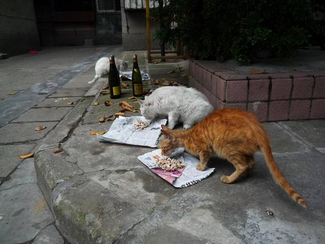 野猫的城市:发现一只流浪猫，但没有条件领养，该怎么办？