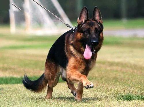 德牧幼犬:如何和刚到家的德牧幼犬打好关系？