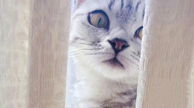 宠物猫品种大全及图片大全:想养猫，孩子较小，要养什么品种的猫，有什么注意事项？