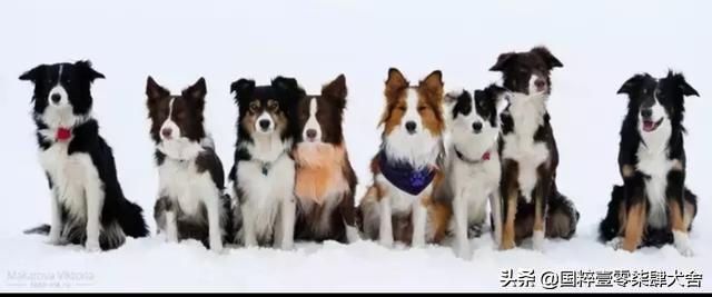 上海七白三通边境牧羊犬的价格:边牧该怎么判断？有哪些特征？
