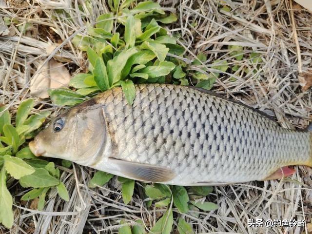 霸王刺皮鱼钓鱼熟练:野外钓巴掌罗非用什么钩？需不需要倒刺鱼钩？