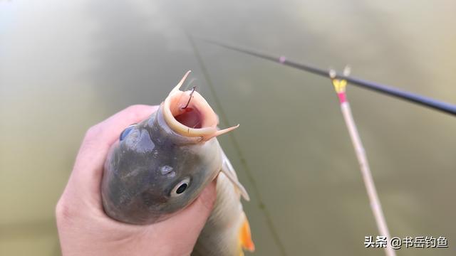 钓鮣鱼用什么鱼食最好:黑坑钓鲤鱼，用什么鱼食比较好？需要注意什么？