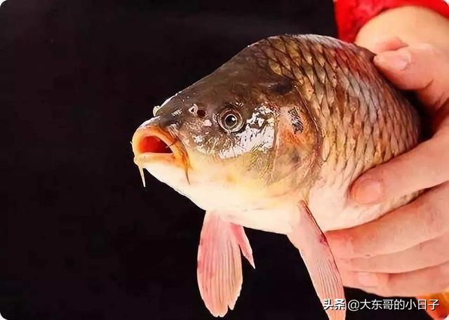 龙须凤爪:有哪些菜，明明非常便宜，但是做好之后，看着有种非常贵的感觉