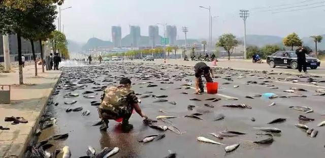 非洲的杜兹肺鱼图片:非洲杜兹肺鱼图片大全 山上的水塘没有沟通任何河流，为什么会有鱼呢？